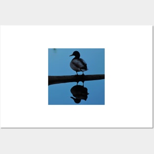 Duck Water Reflection Posters and Art